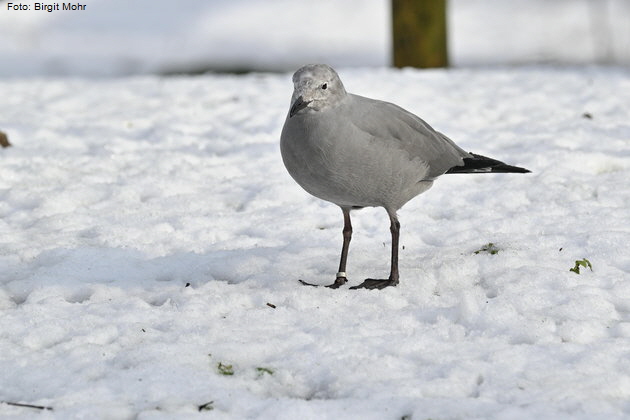 Hellabrunner Gro�voliere wieder ge�ffnet. Foto: Birgit Mohr
