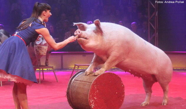 Schweine Revue mit Lelde. Foto: Andrea Pollak