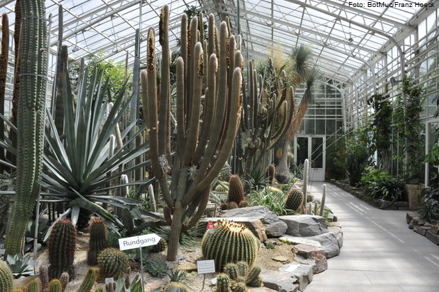 "Succu � was?" - Faszinierende �berlebensk�nstler im Botanischen Garten M�nchen-Nymphenburg. Foto: BotMuc/Franz Hoeck