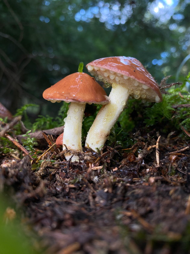 BoGart_K�rnchen-R�hrling_Suillus granulatus_Magdalena Ordosch