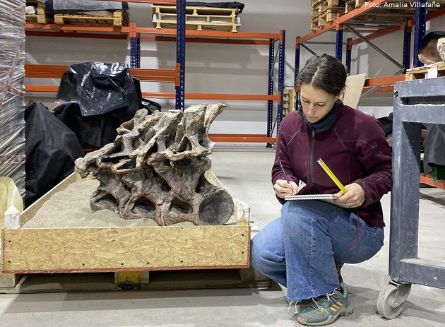 Alexandra Reutter mit �berresten des Bicharracosaurus dionidei am Museo Paleontol�gico Egidio Feruglio in Trelew, Argentinien. Foto: Amalia Villafa�e