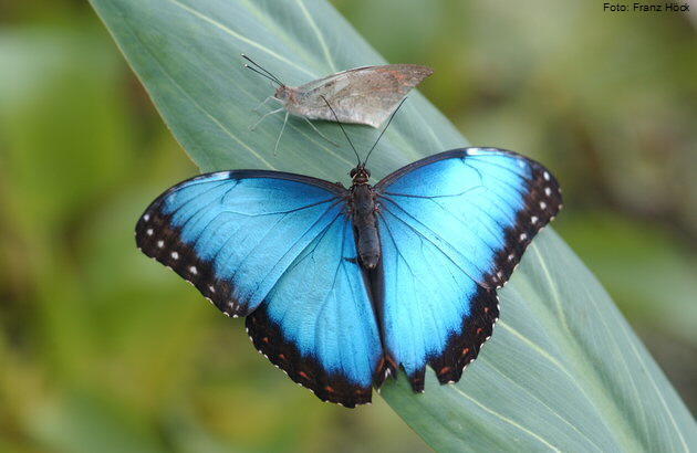 Der groe Morphofalter (Morpho peleides) mit seinen blau leuchtenden Flgeln zhlt zu den Lieblingen der Ausstellung. Foto: Franz Hck