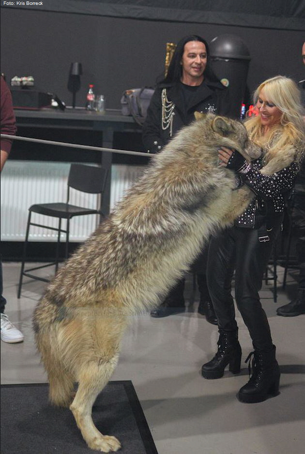 DORO - die mit dem Wolf tanzt. Foto: Kris Borreck
