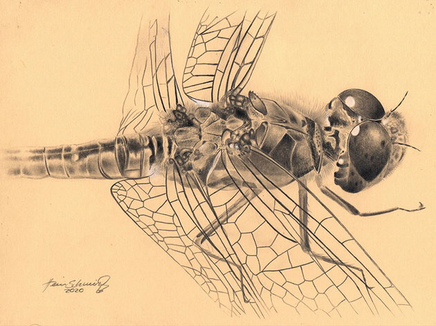 "Der Insektograf" - Zeichnungen von Hein Schmid