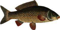 Karpfenessen in der Fischerei K�ppelm�hle