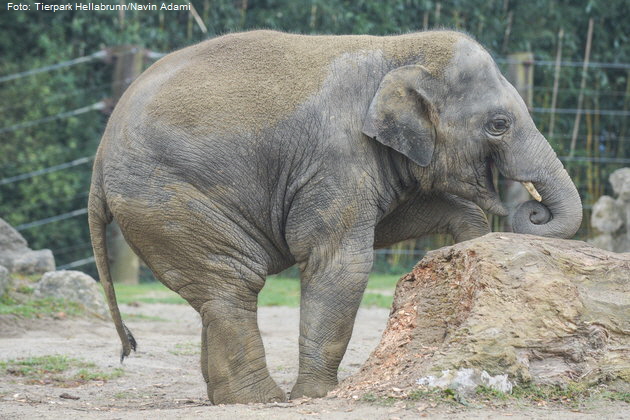 Alles Gute zum dritten Geburtstag, Elefantenbulle Otto! Foto: Tierpark Hellabrunn/Navin Adami