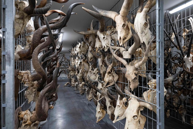 ZSM_Foto 3 Geweihe_ZSM Foto Karina Hagemann small