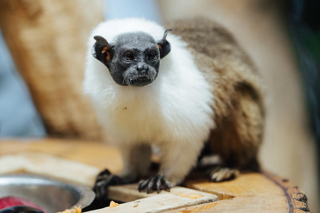 Hellabrunn_Zweifarbtamarine_Jan_Saurer3